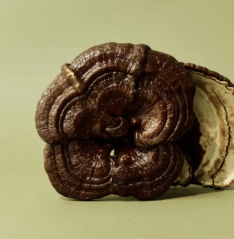 Reishi Capsules